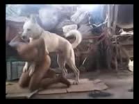 Dude with a craving for anal sex exposes himself on webcam and invites his K9 to fuck his ass